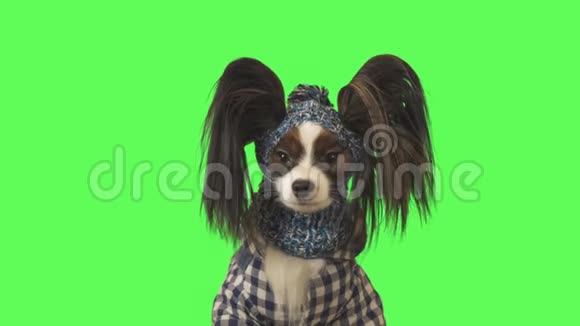 穿着衣服戴着帽子的漂亮狗狗帕皮隆正在看一个绿色背景的录像视频的预览图