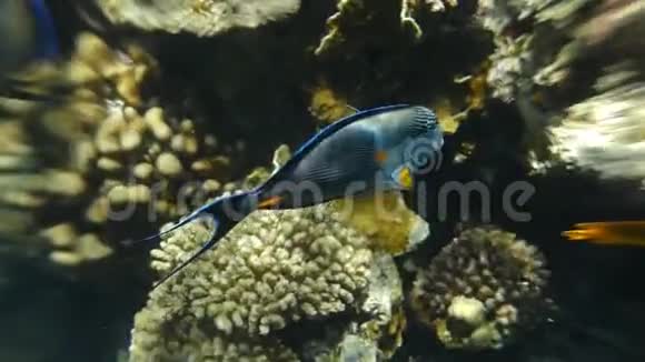 带珊瑚礁的海鱼视频的预览图