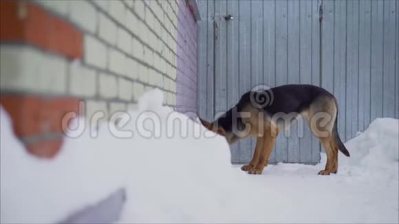 吃雪狗德国牧羊犬德国牧羊人冬天在院子里吃饭德国牧羊犬视频的预览图