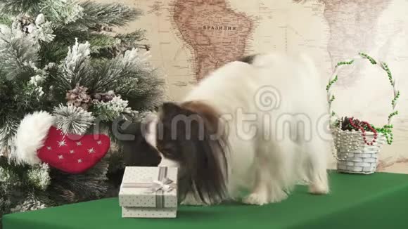 帕皮龙狗从新年树股票视频附近的礼品盒里拿出一个玩具视频的预览图