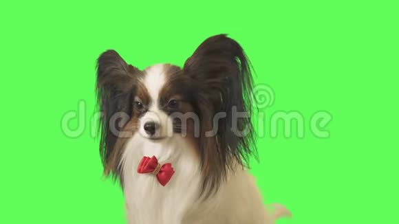 戴着红蝴蝶结的漂亮狗帕皮隆正在谈论绿色背景的股票录像视频的预览图