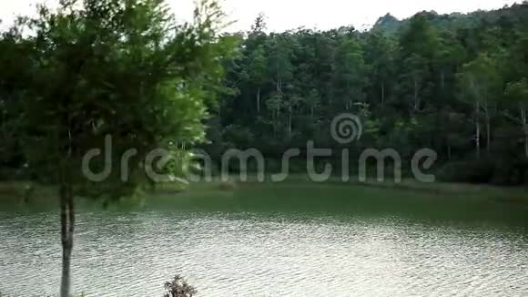 国家公园绿林惊涛拍岸河水平静宁静的背景视频的预览图