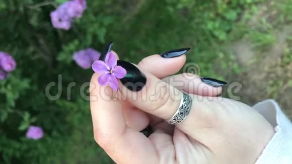 一朵紫丁香在花园里的手中旋转视频的预览图