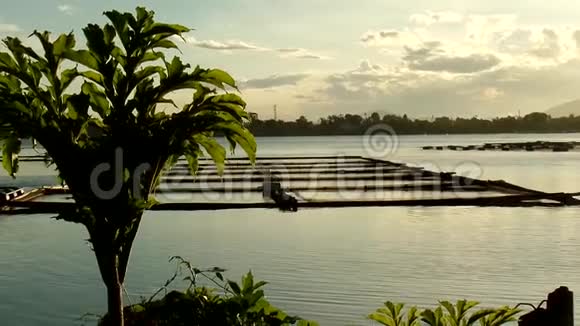 湖岸的庞加蓬植物视频的预览图