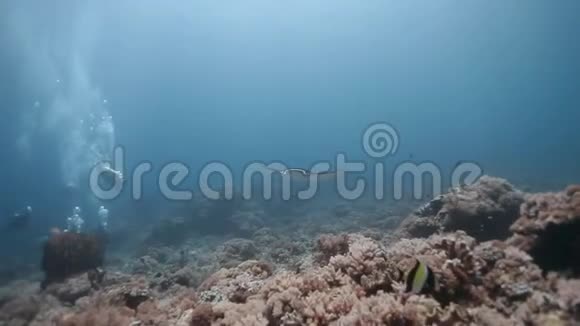 潜水者看到珊瑚礁上的蝠盘旋视频的预览图