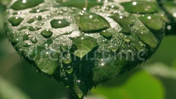 水滴在叶面上新鲜感的概念视频的预览图