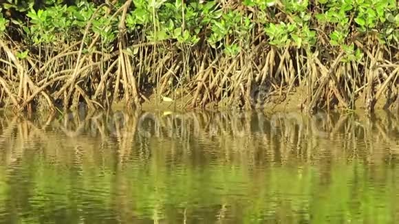 绿色水面上的涟漪和红树林的根视频的预览图