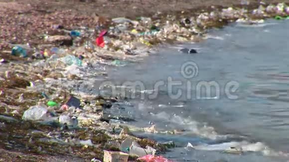 海边的垃圾视频的预览图