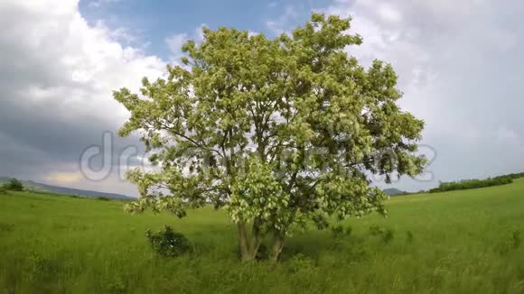 春天有许多白花的黑槐树视频的预览图