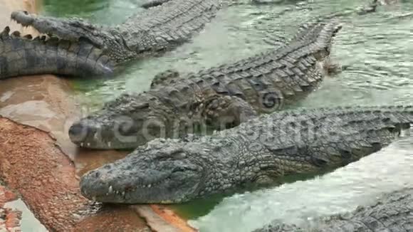 一群鳄鱼栖息在岸边视频的预览图