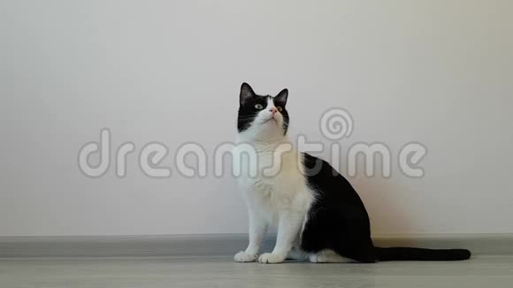 瘦小活跃贪玩的黑白猫好奇地看着动静积极领导头脑玩宠物的好心情视频的预览图