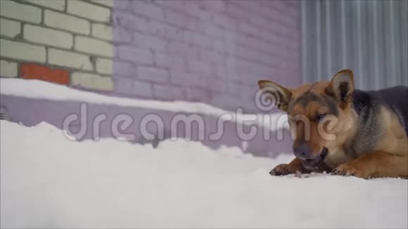 吃雪狗德国牧羊犬德国牧羊人冬天在院子里吃饭德国牧羊犬视频的预览图