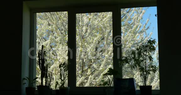 从树上的窗口看4k视频的预览图