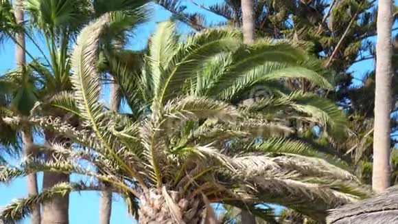 棕榈树树枝随风飘扬热带景色视频的预览图