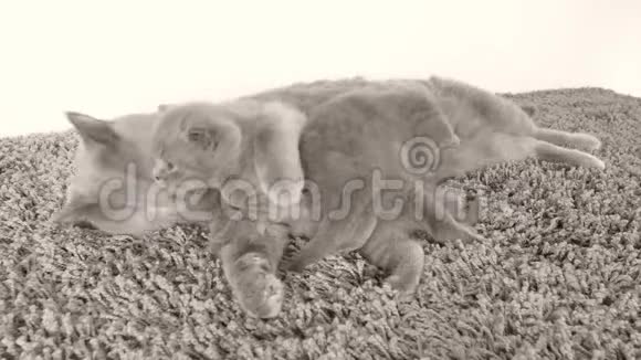 小猫从妈妈那里哺乳躺在地毯上视频的预览图