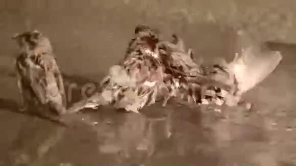 麻雀在水坑里洗澡视频的预览图