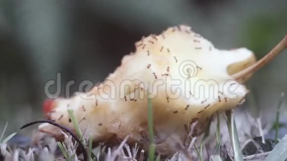 吃苹果的蚂蚁聚集和爬行的特写镜头视频的预览图