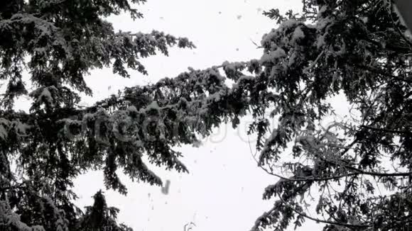 降在森林树枝上的大雪视频的预览图