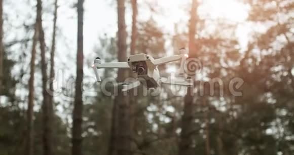 森林里的雄蜂视频的预览图