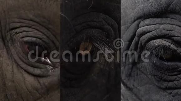 移动设备上社交媒体应用的垂直视频亚洲象眼ElephasMaximus关闭上视图视频的预览图