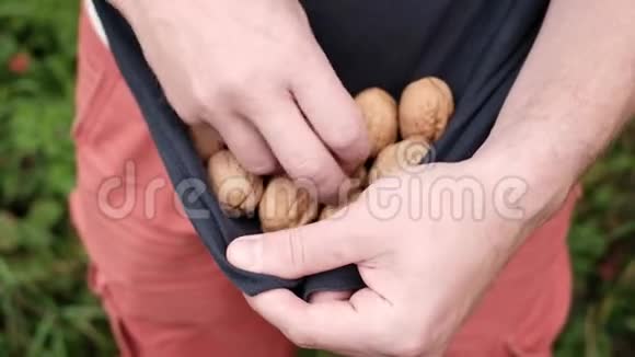 白人手里拿着新鲜核桃在秋天收集美味的坚果视频的预览图