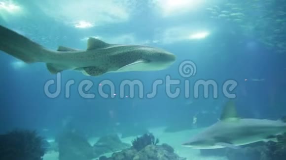 豹鲨在水下视频的预览图