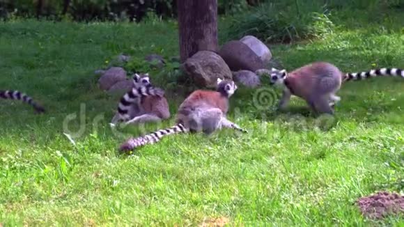 狐猴马达加斯加灵长类动物视频的预览图