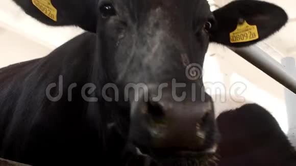 一头黑牛站在一个摊子里看着镜头嚼着草特写种地黑色的视频的预览图