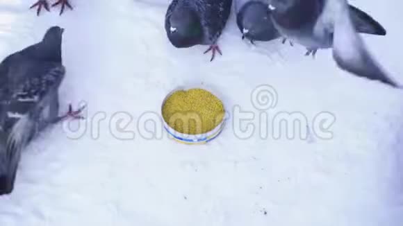 街鸽在冬天的公园里吃黄色的谷物媒体公园吃鸽子的俯视图视频的预览图