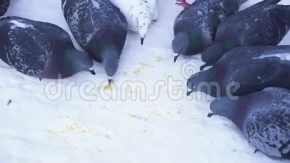 鸽子在雪地里吃谷物媒体公园里的鸽子小心翼翼地在雪地里啄食谷物吃鸽子视频的预览图