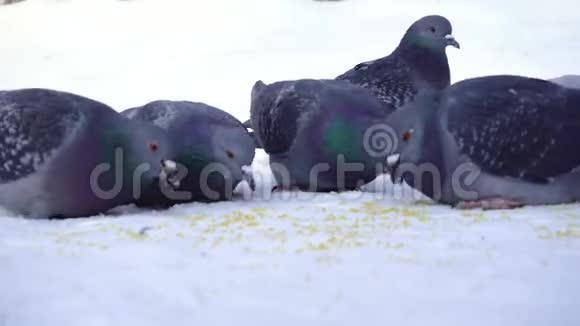 鸽子在雪地里吃谷物媒体公园里的鸽子小心翼翼地在雪地里啄食谷物吃鸽子视频的预览图