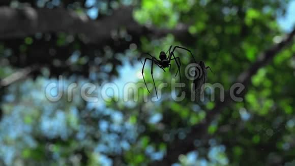 在丛林森林里吃蝉蜘蛛视频的预览图