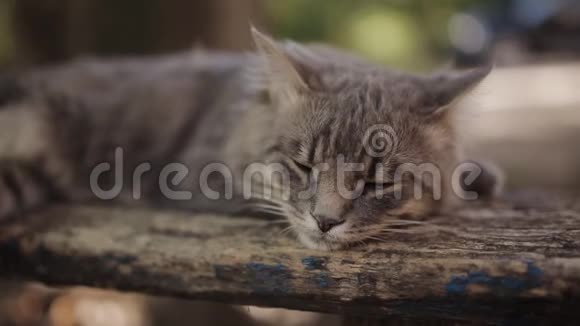 孤独的灰猫长着长长的白须和悲伤的表情躺在长凳上毛茸茸的猫猫画像周围没有人视频的预览图