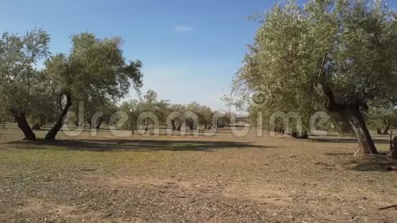 贾恩附近的橄榄树田4k的软摄像机移动视频的预览图