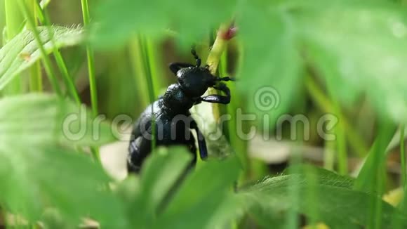 野生动物中的甲虫夏绿新草中的深蓝色甲虫视频的预览图