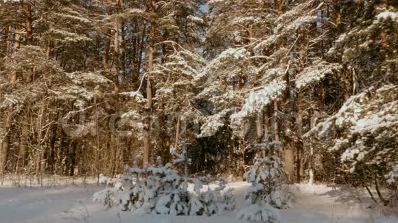 冬天森林里阳光明媚的一天视频的预览图
