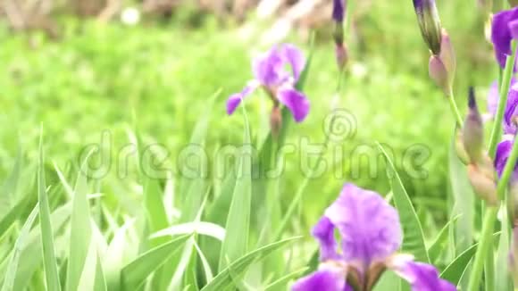 紫色的花朵在绿草的映衬下绽放视频的预览图