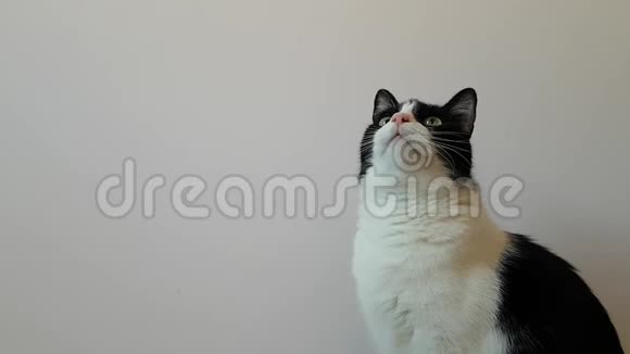一只年轻瘦猫的肖像坐在一堵白墙前转过头注意一些动作免费标签空间视频的预览图