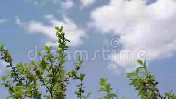 树枝在风中摇动视频的预览图