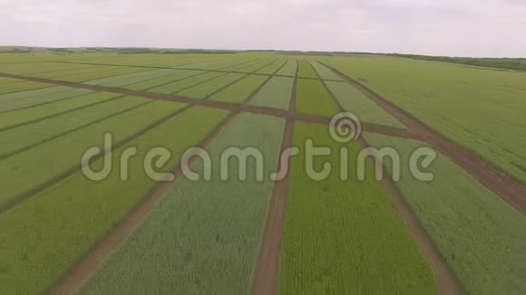 从空中拍摄的绿色麦田视频的预览图