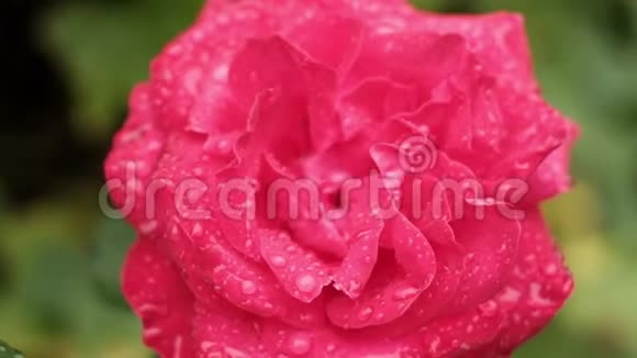 晴天盛开的红玫瑰花上的清新雨水滴视频的预览图