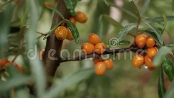 花园里的沙棘灌木和橙色浆果视频的预览图