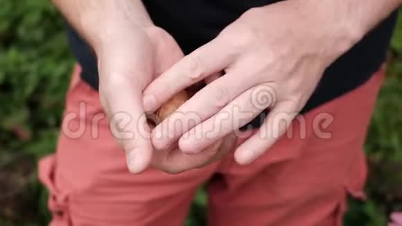 白人手里拿着新鲜核桃在秋天收集美味的坚果视频的预览图