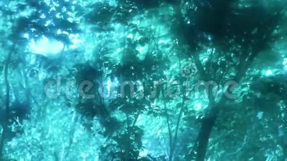 晨曦树摇天篷的蓝梦的清新视频的预览图