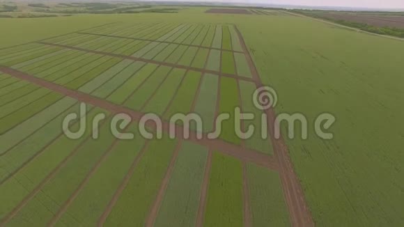 从空中拍摄的绿色麦田视频的预览图