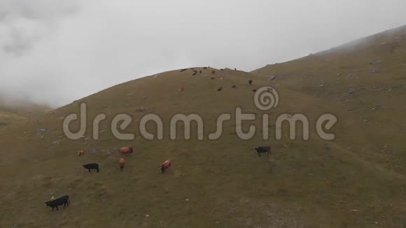 空中拍摄了一群在山上放牧的奶牛视频的预览图