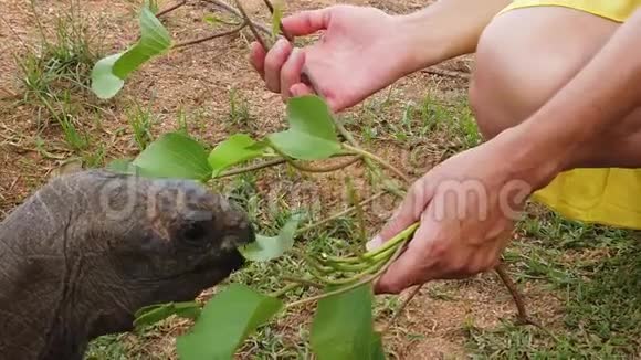 女子喂食海龟的黄色动作视频的预览图