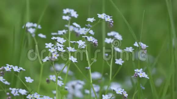 MyosAtis风摆动着一朵忘了我的蓝色花朵而不是在绿色草本植物美丽的一面的背景下视频的预览图