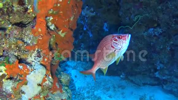 热带珊瑚礁景象硬珊瑚上有巨大的松鼠鱼视频的预览图