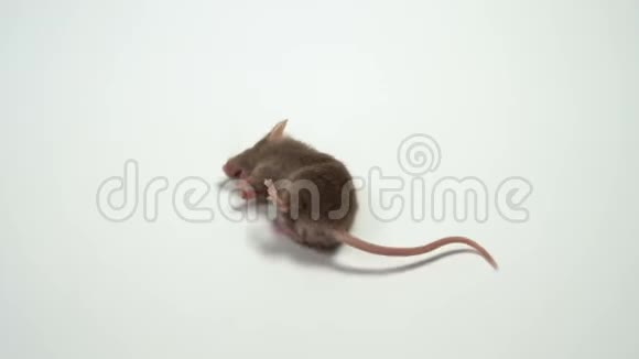 老鼠在测试一种危险物质后死亡概念药物有毒物质的副作用视频的预览图